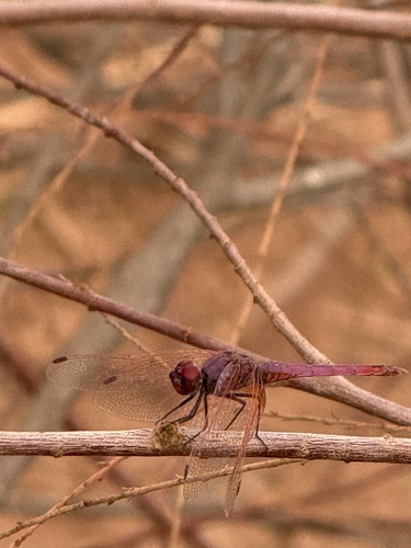 Violet Dropwing