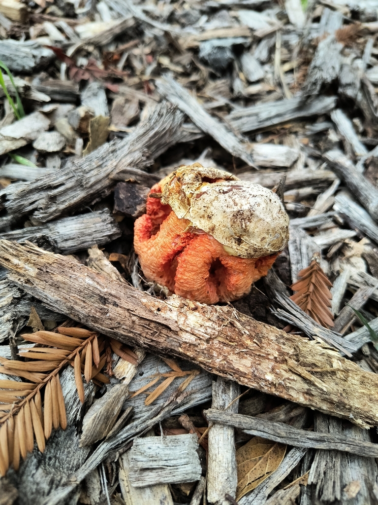 Clathrus ruber · November 2025 · photo: © emdashin (iNaturalist, cc0)