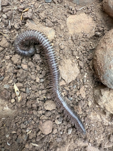 Odontostreptus maroccanus