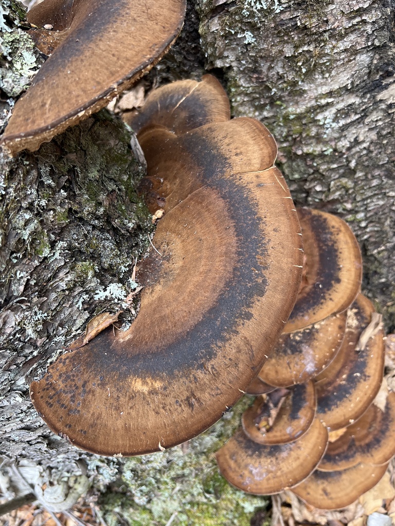Ischnoderma resinosum · November 2025 · photo: © rob21 (iNaturalist, cc-by)