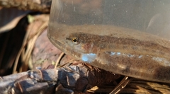 Etheostoma chlorosoma