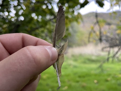 Plume de Cochevis huppé