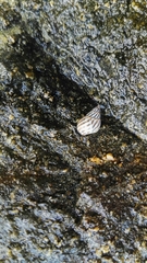 Echinolittorina ziczac