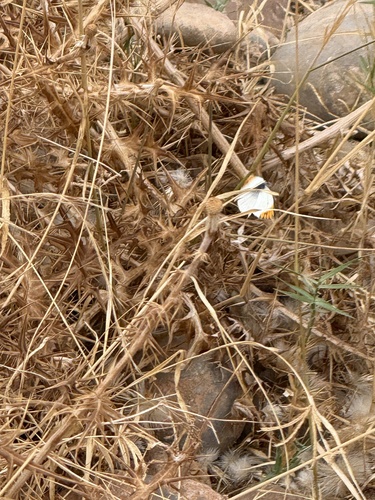 Desert Orange Tip