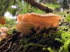 Favolaschia pustulosa