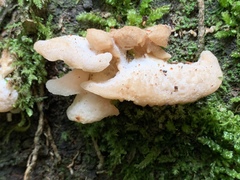 Favolaschia pustulosa