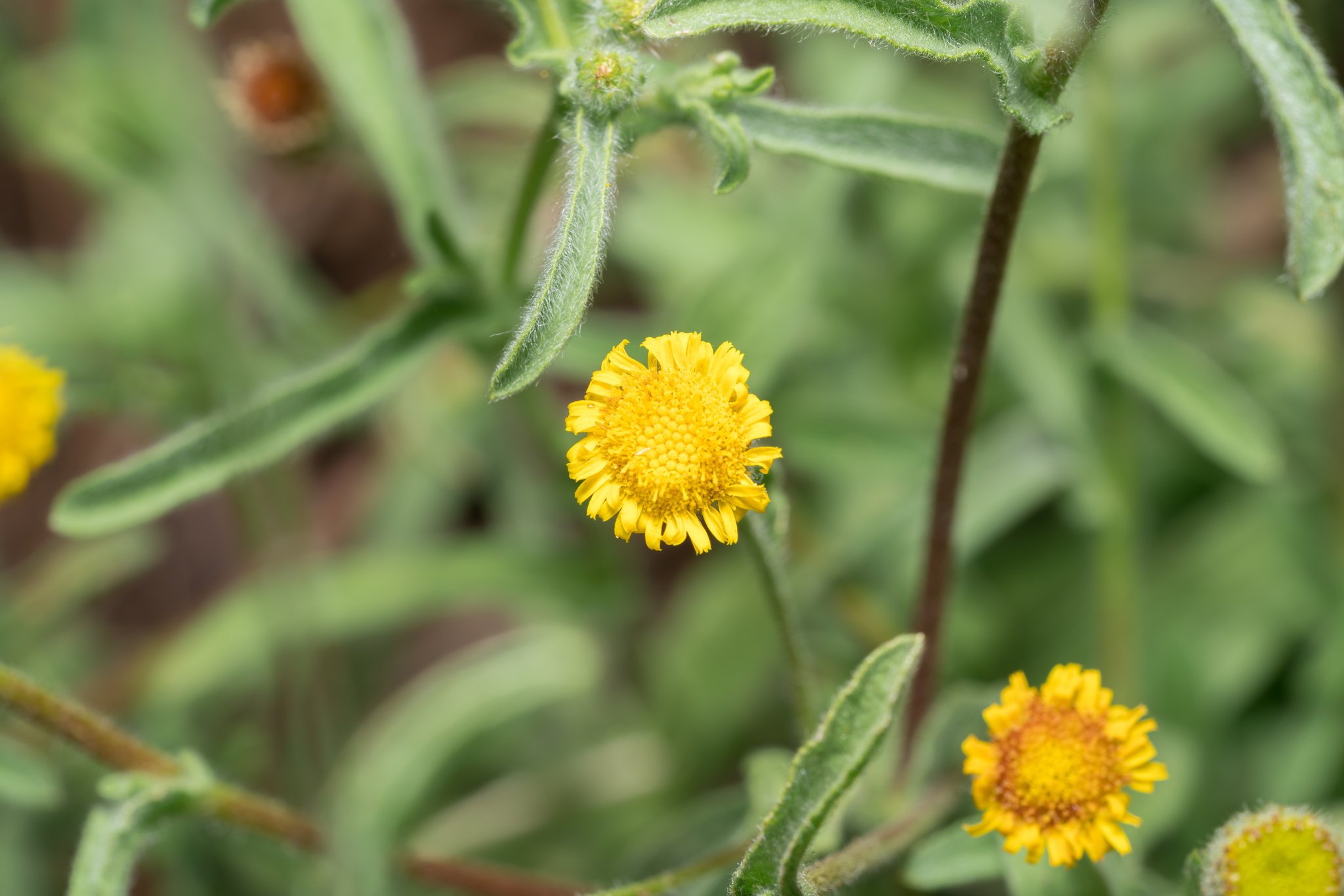 Pulicaria Arabica (Pulicaria arabica)