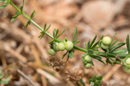 Galium tricornutum, photograph 3
