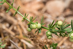 Galium tricornutum, photograph (c) Eleftherios Katsillis, some rights reserved (CC BY)