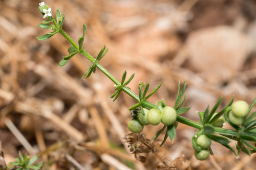 Galium tricornutum, photograph 4