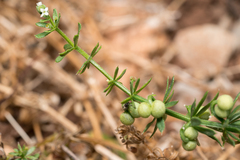 Galium tricornutum, photograph (c) Eleftherios Katsillis, some rights reserved (CC BY)