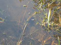Apalone ferox