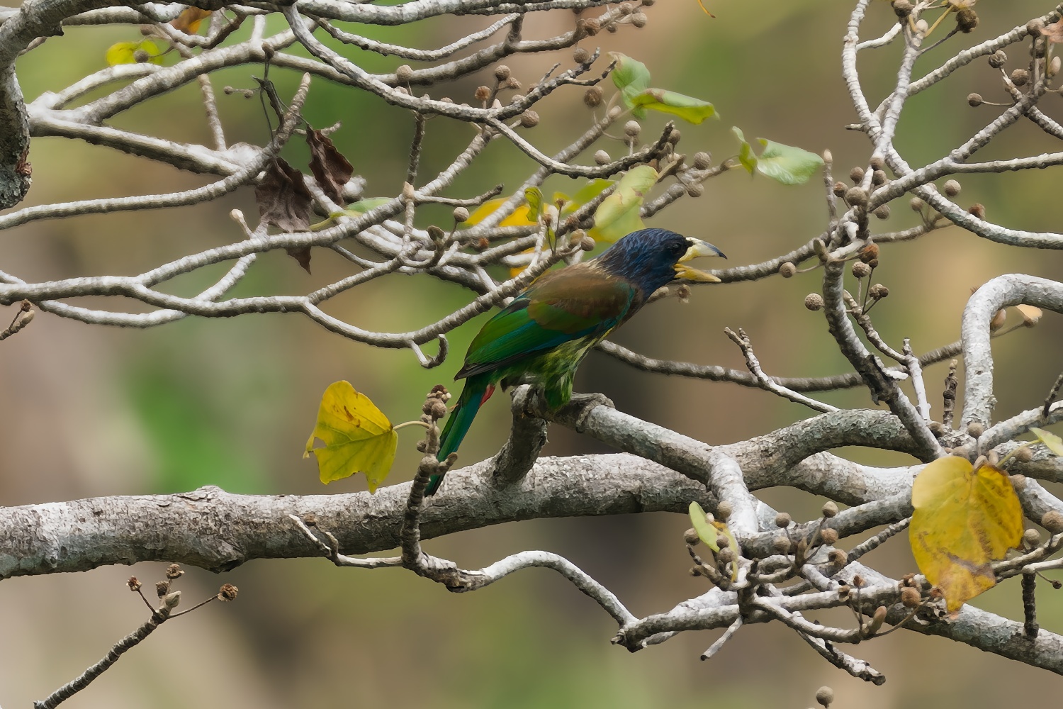 Great Barbet