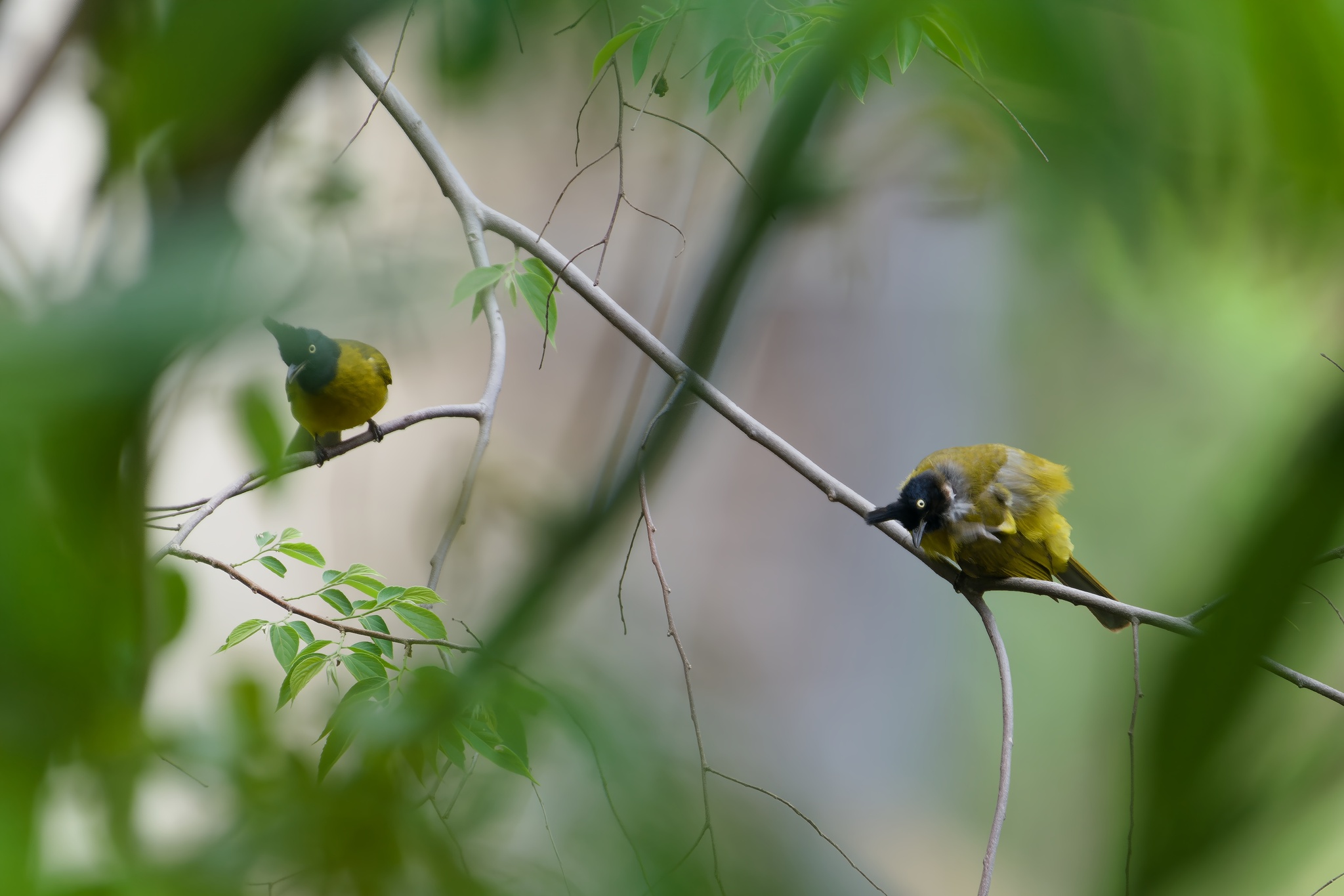 Black-crested Bulbul