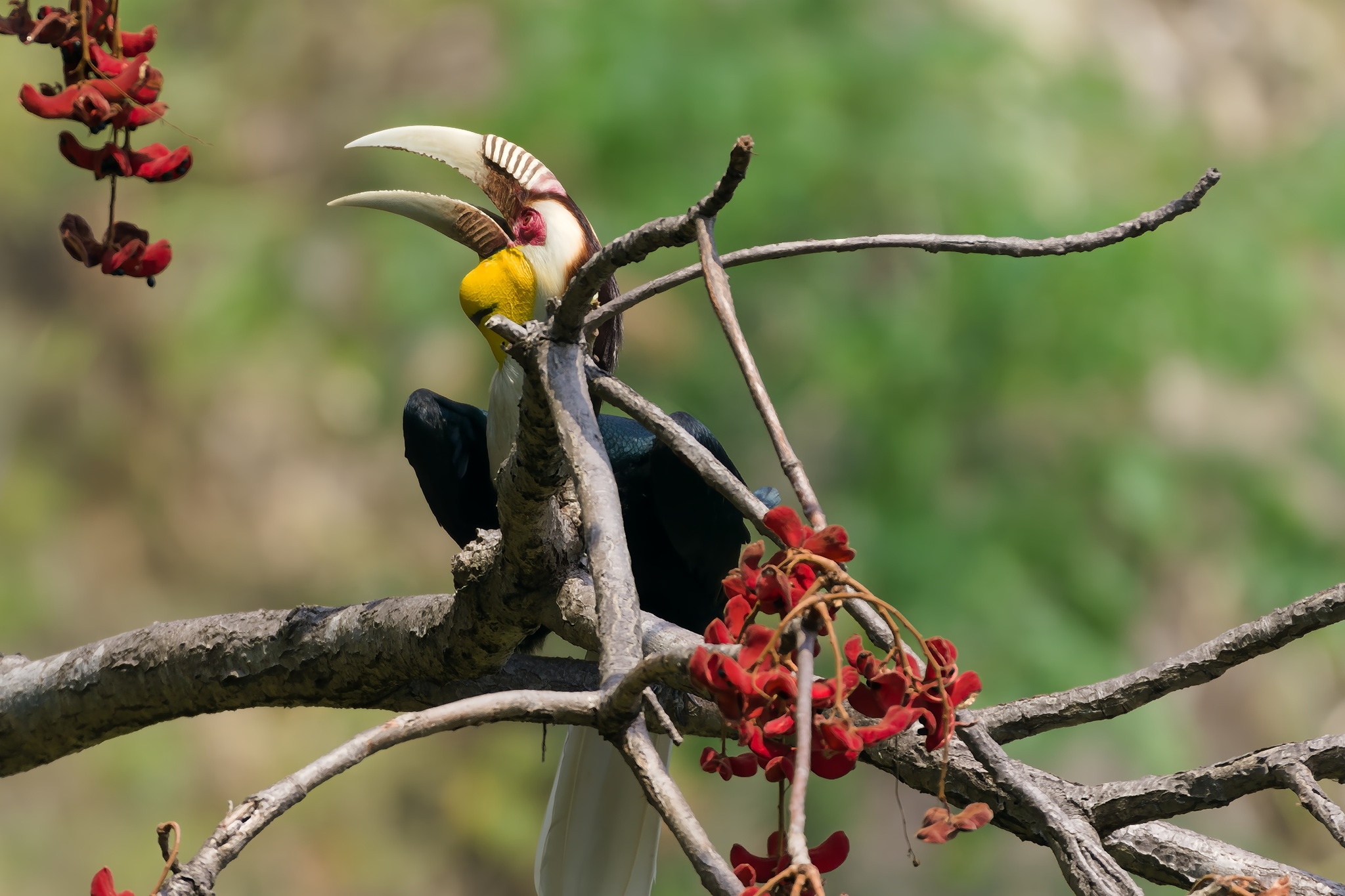 Wreathed Hornbill