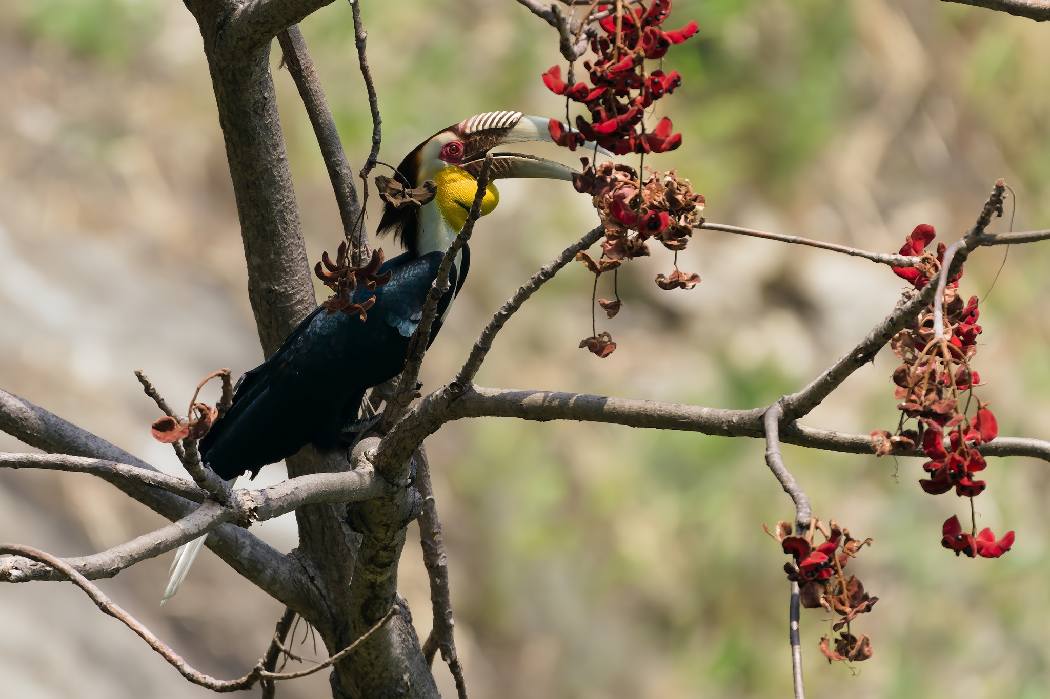 Wreathed Hornbill