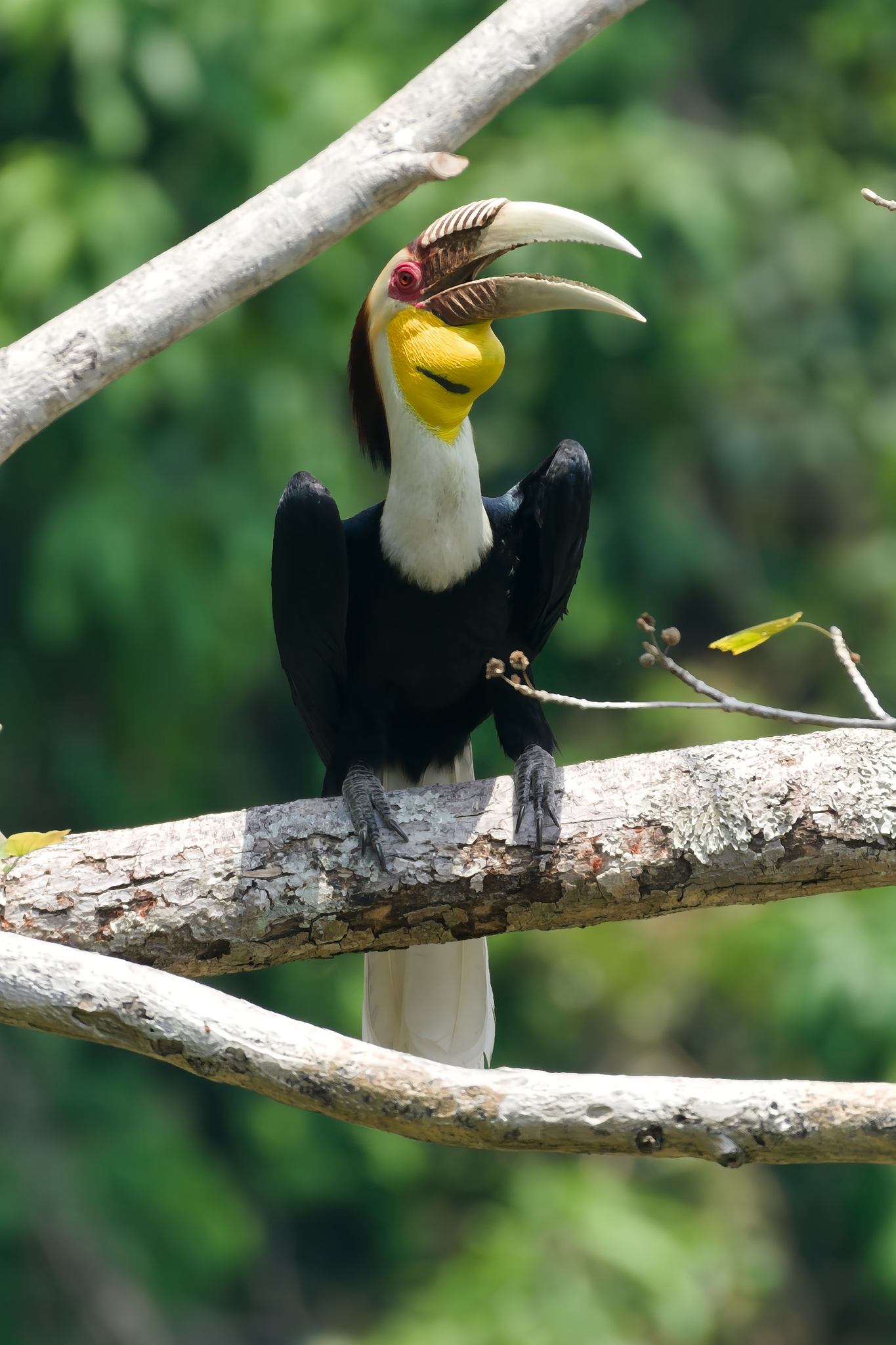 Wreathed Hornbill