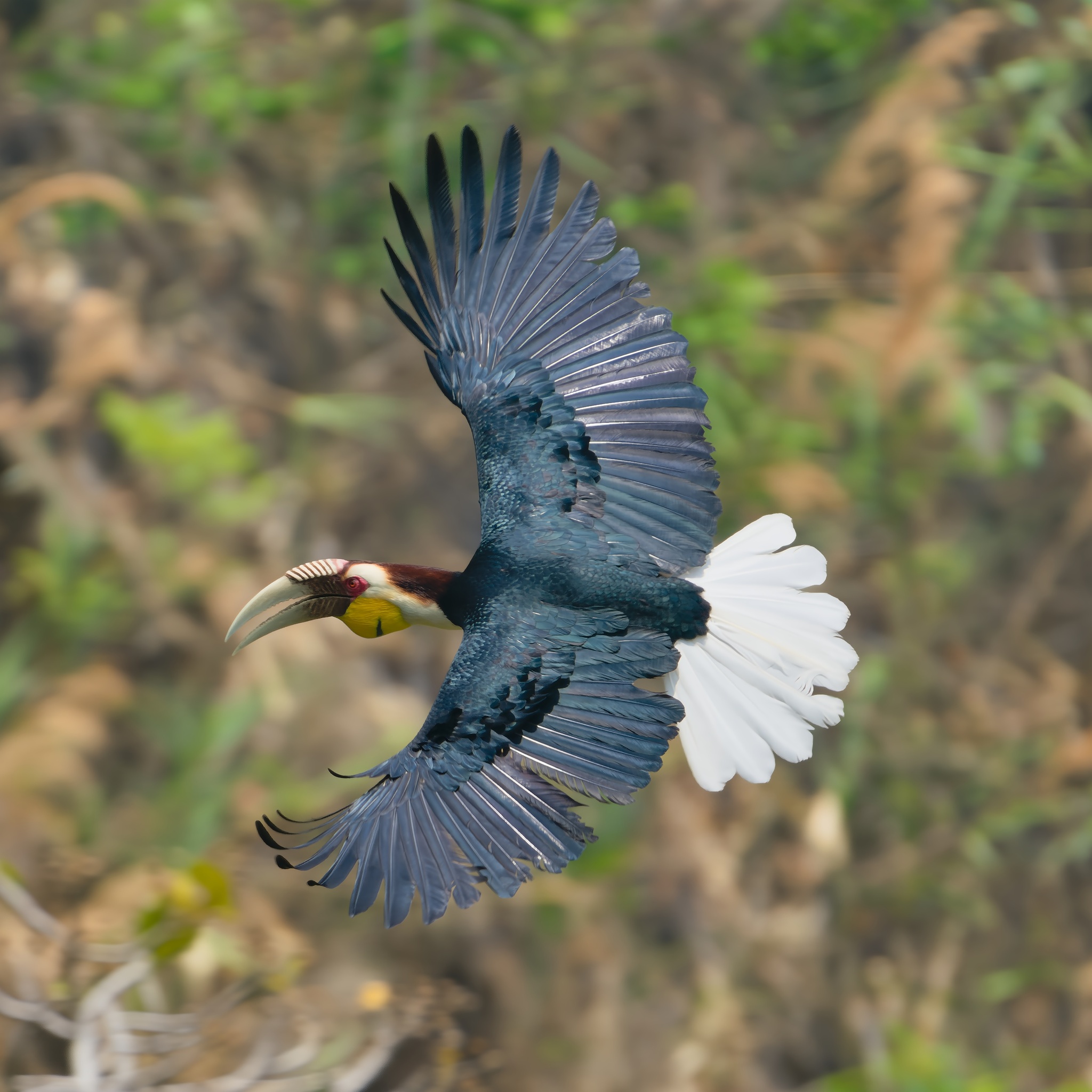 Wreathed Hornbill