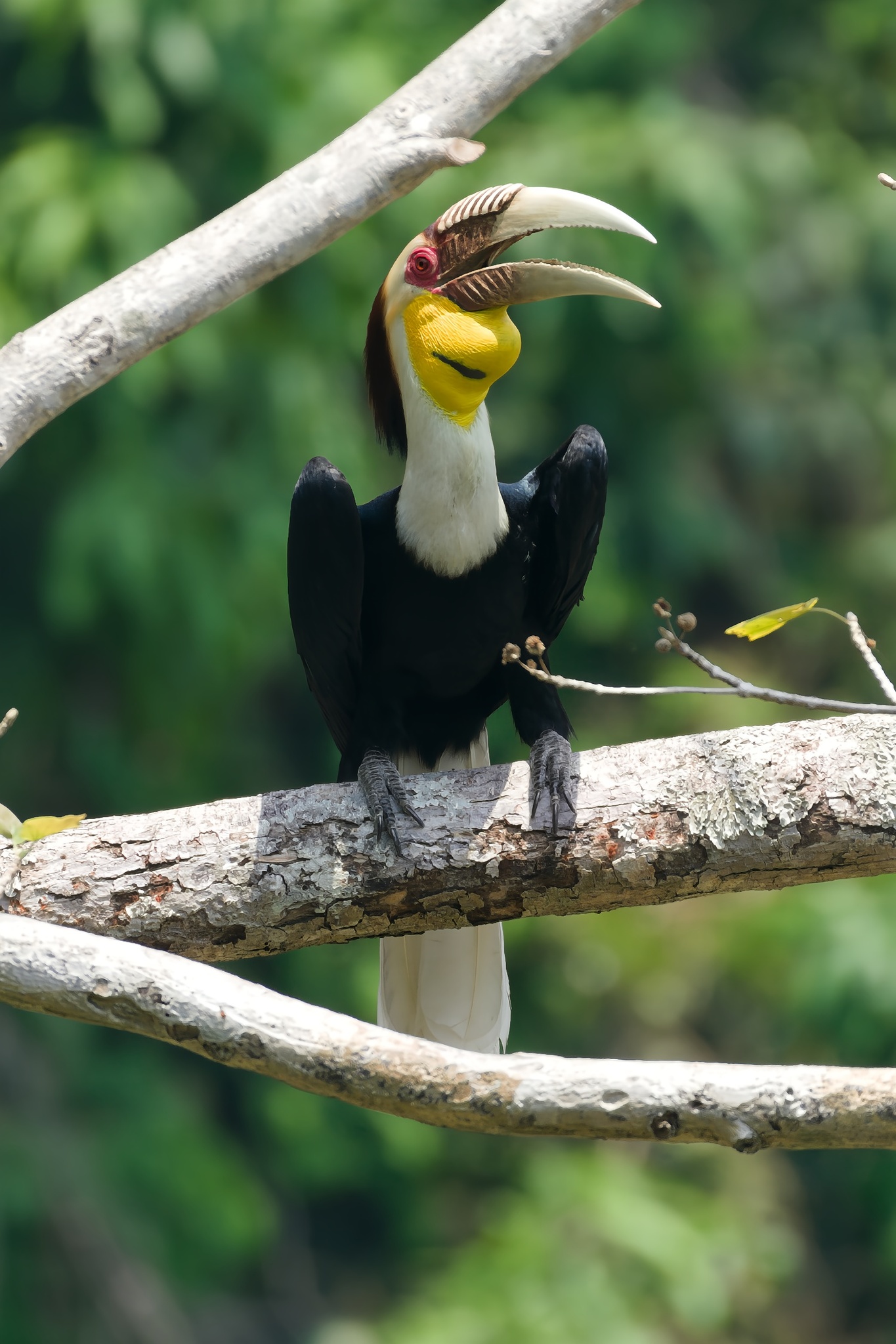 Wreathed Hornbill