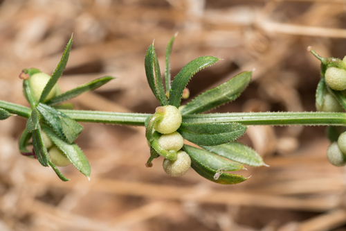 Galium tricornutum, photograph 5