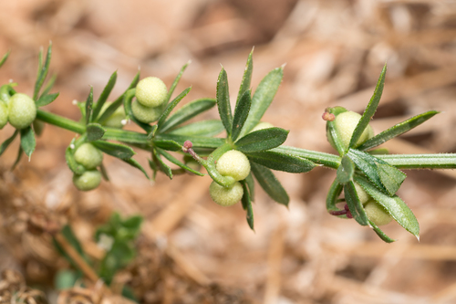 Galium tricornutum, photograph 2