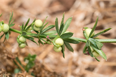Galium tricornutum, photograph (c) Eleftherios Katsillis, some rights reserved (CC BY)