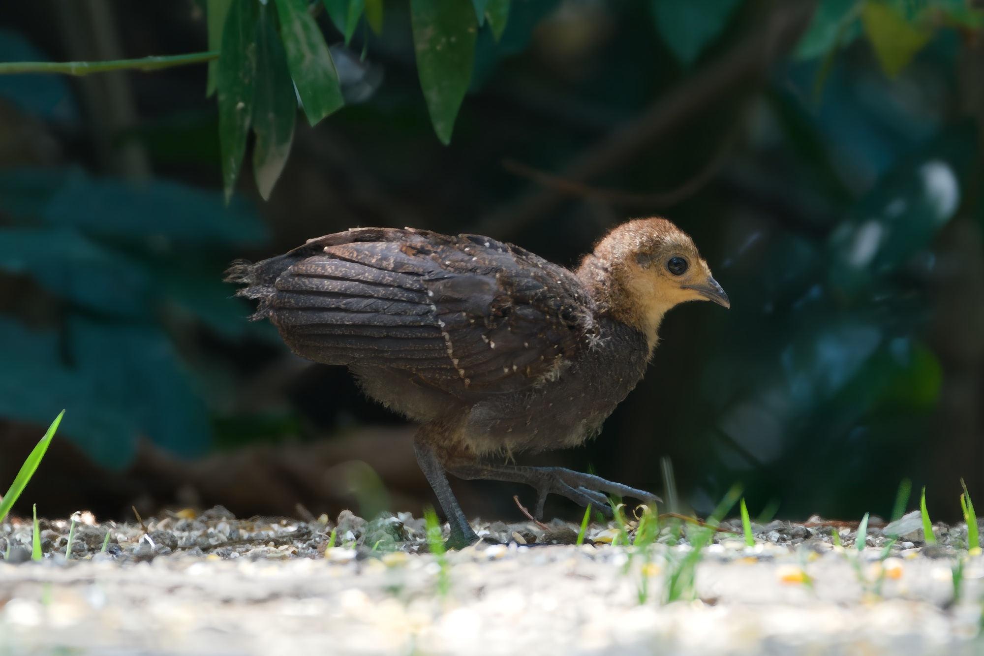 Grey Peacock-Pheasant