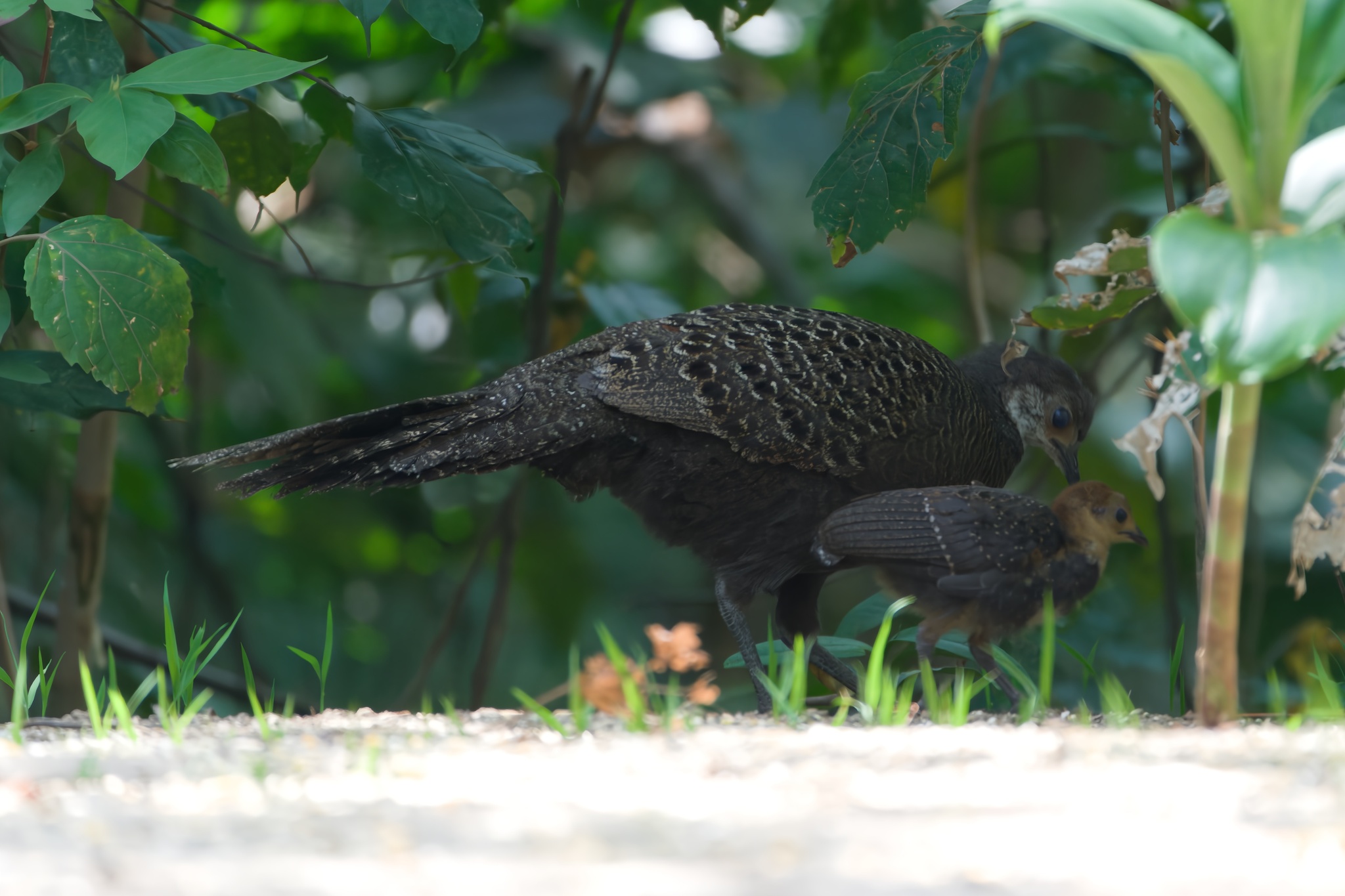 Grey Peacock-Pheasant