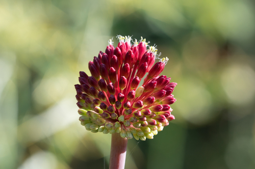 Amethyst Garlic (Allium amethystinum)