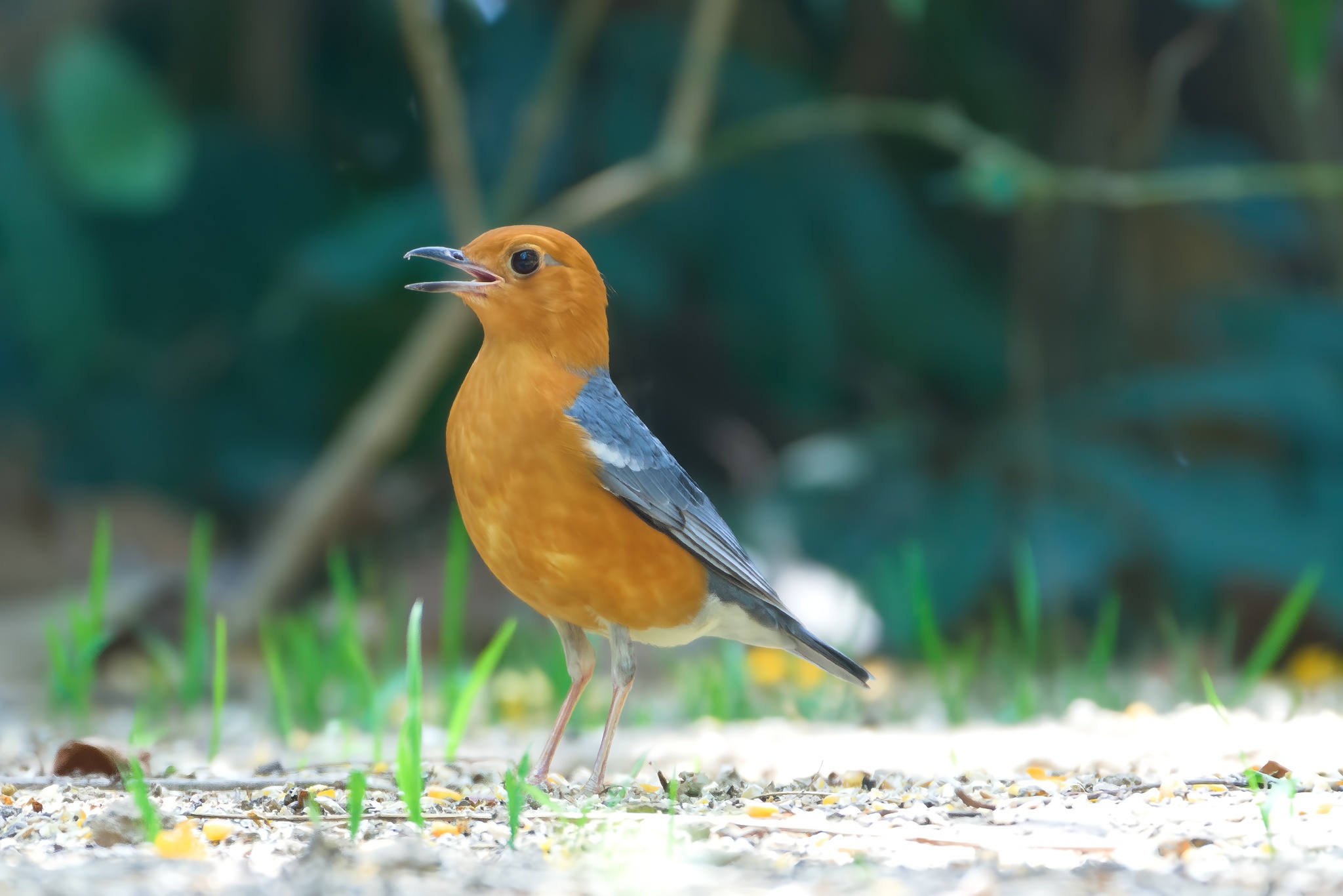 Orange-headed Thrush