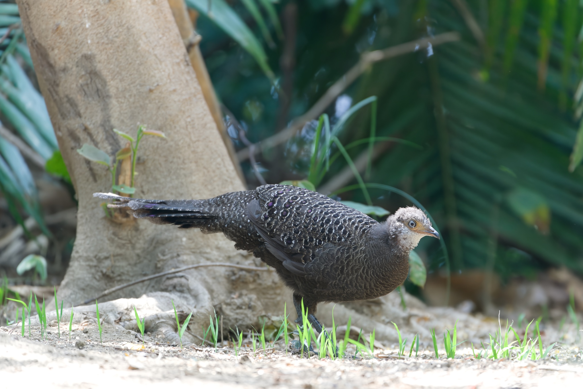 Grey Peacock-Pheasant