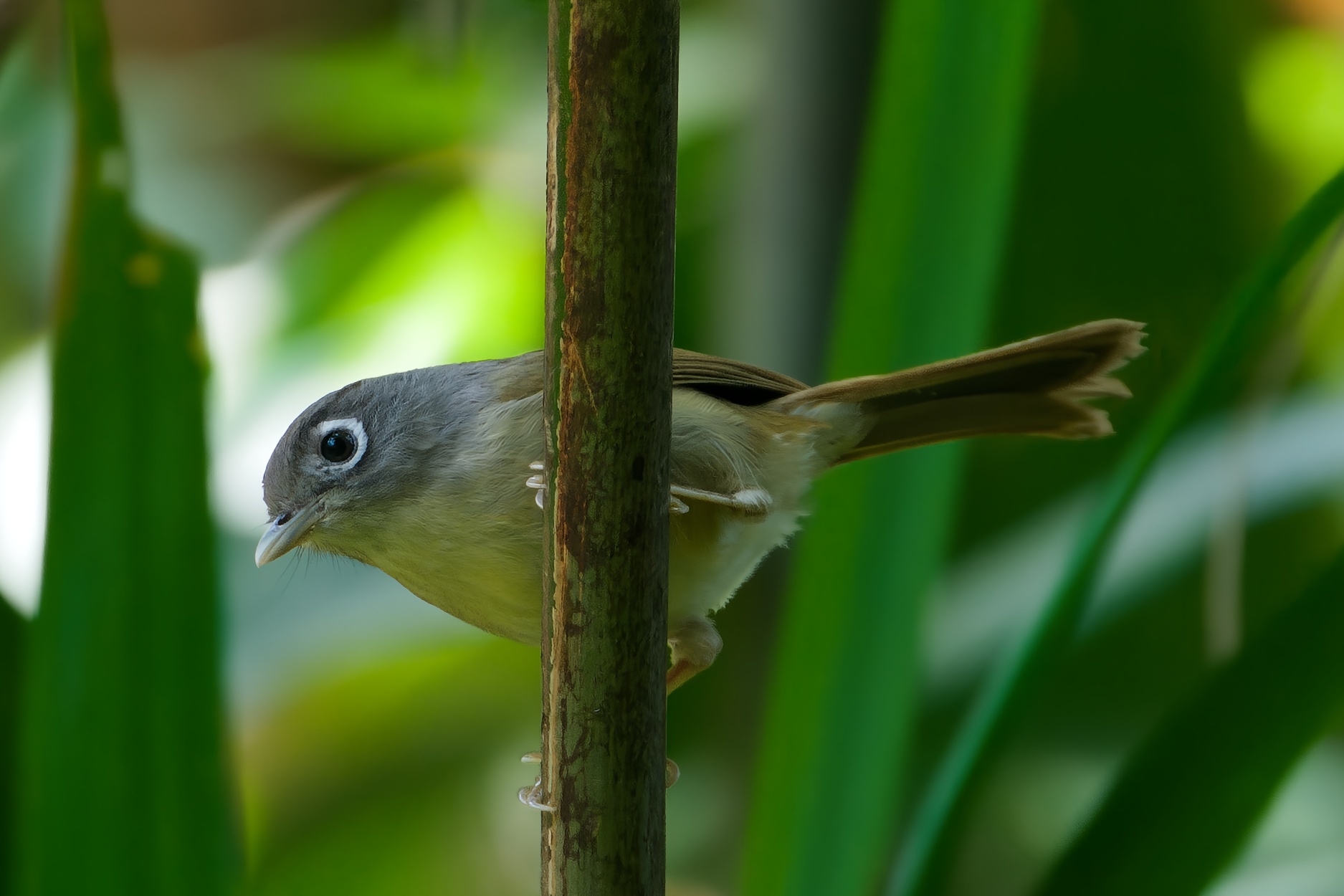 Nepal Fulvetta