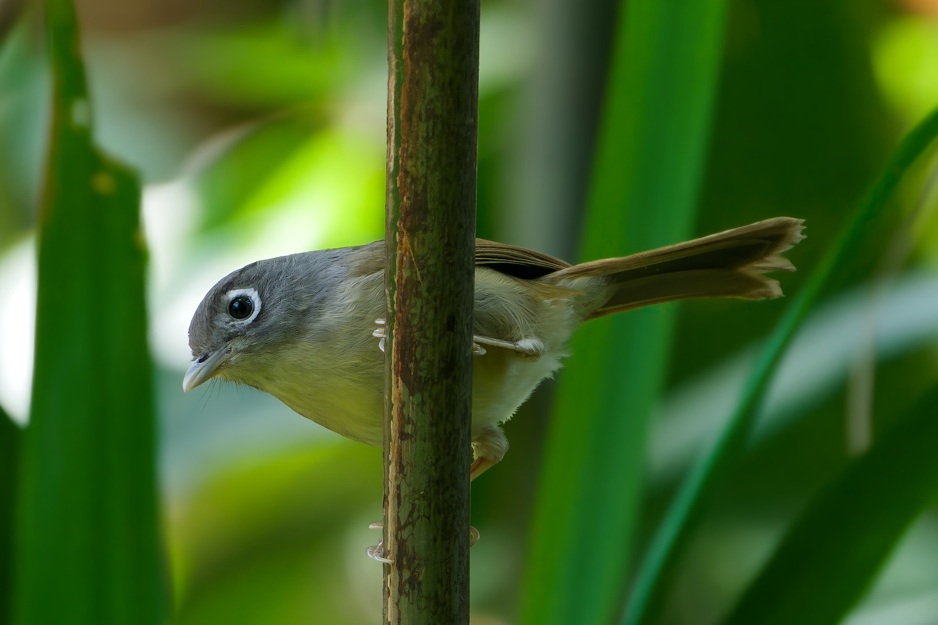 Nepal Fulvetta