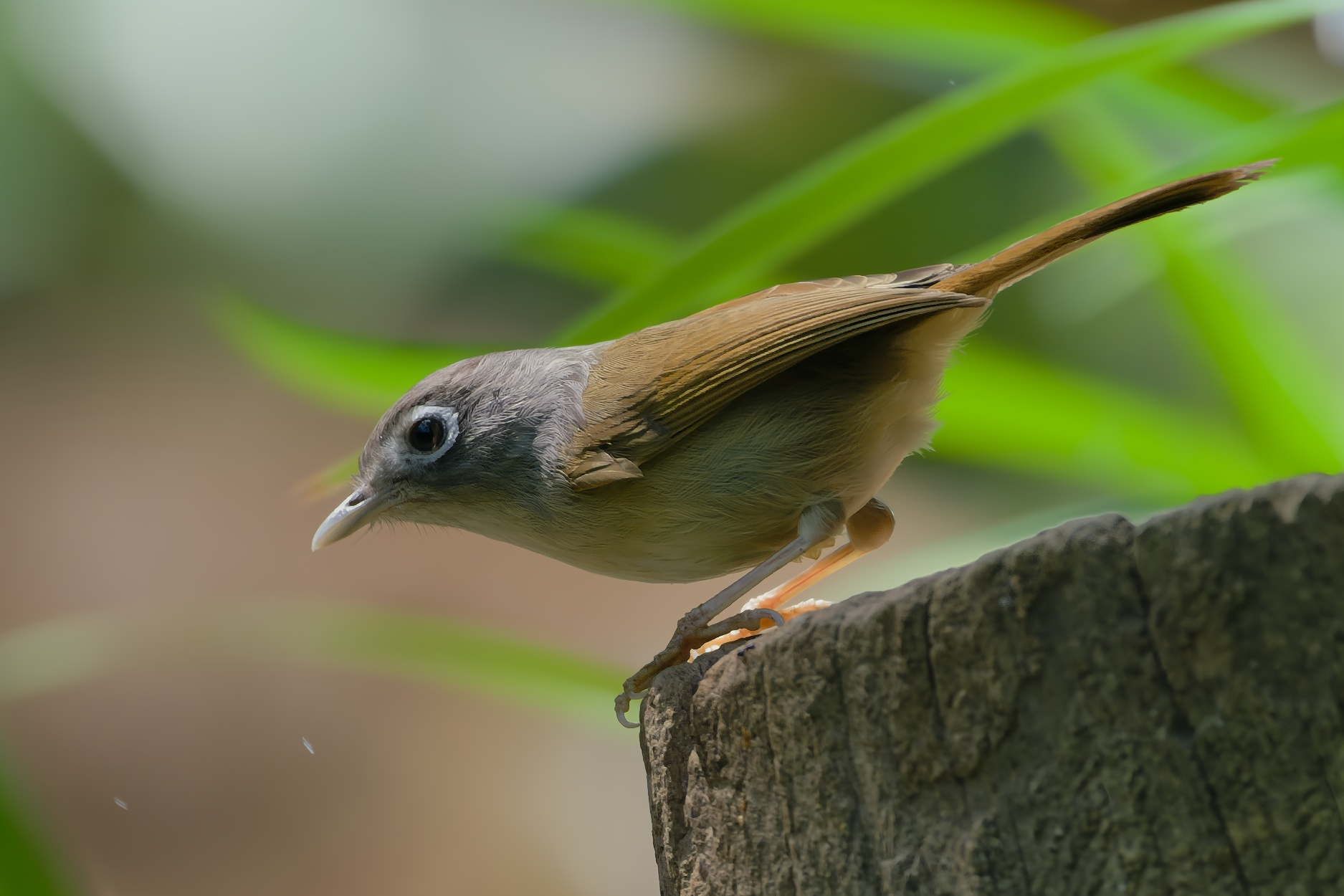 Nepal Fulvetta