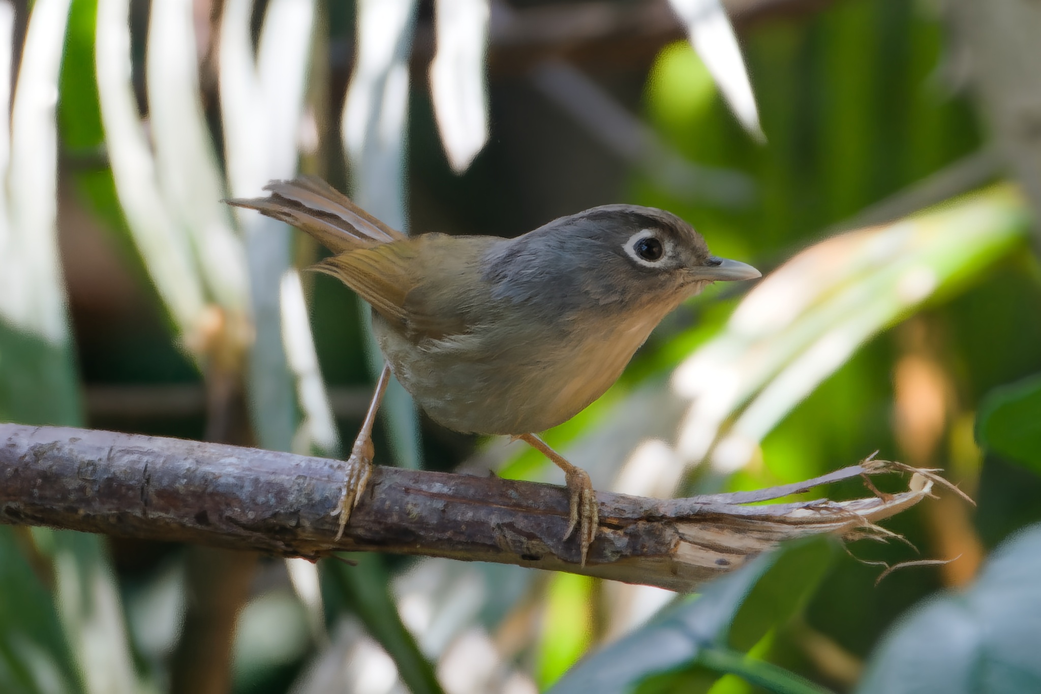 Nepal Fulvetta