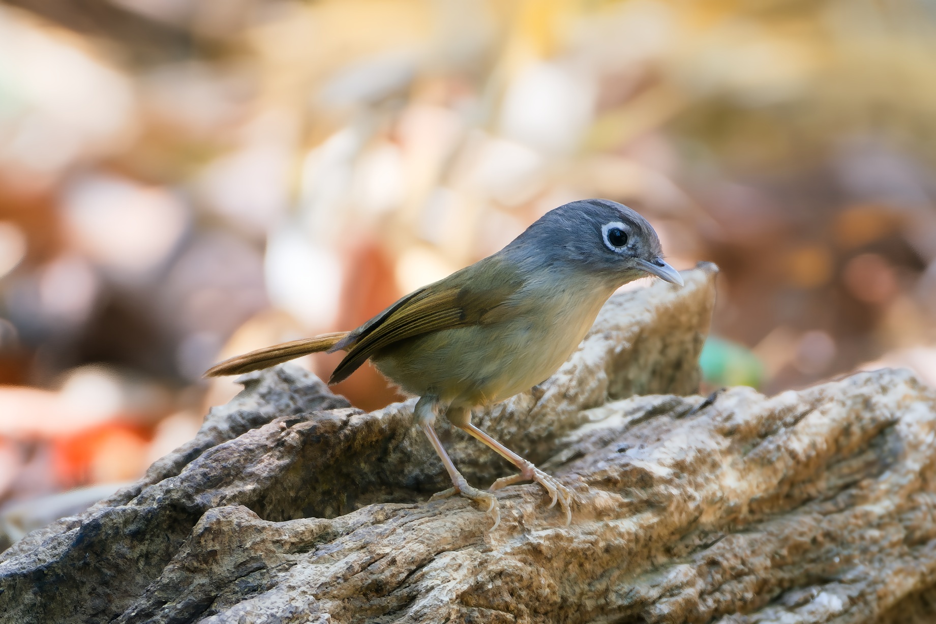 Nepal Fulvetta