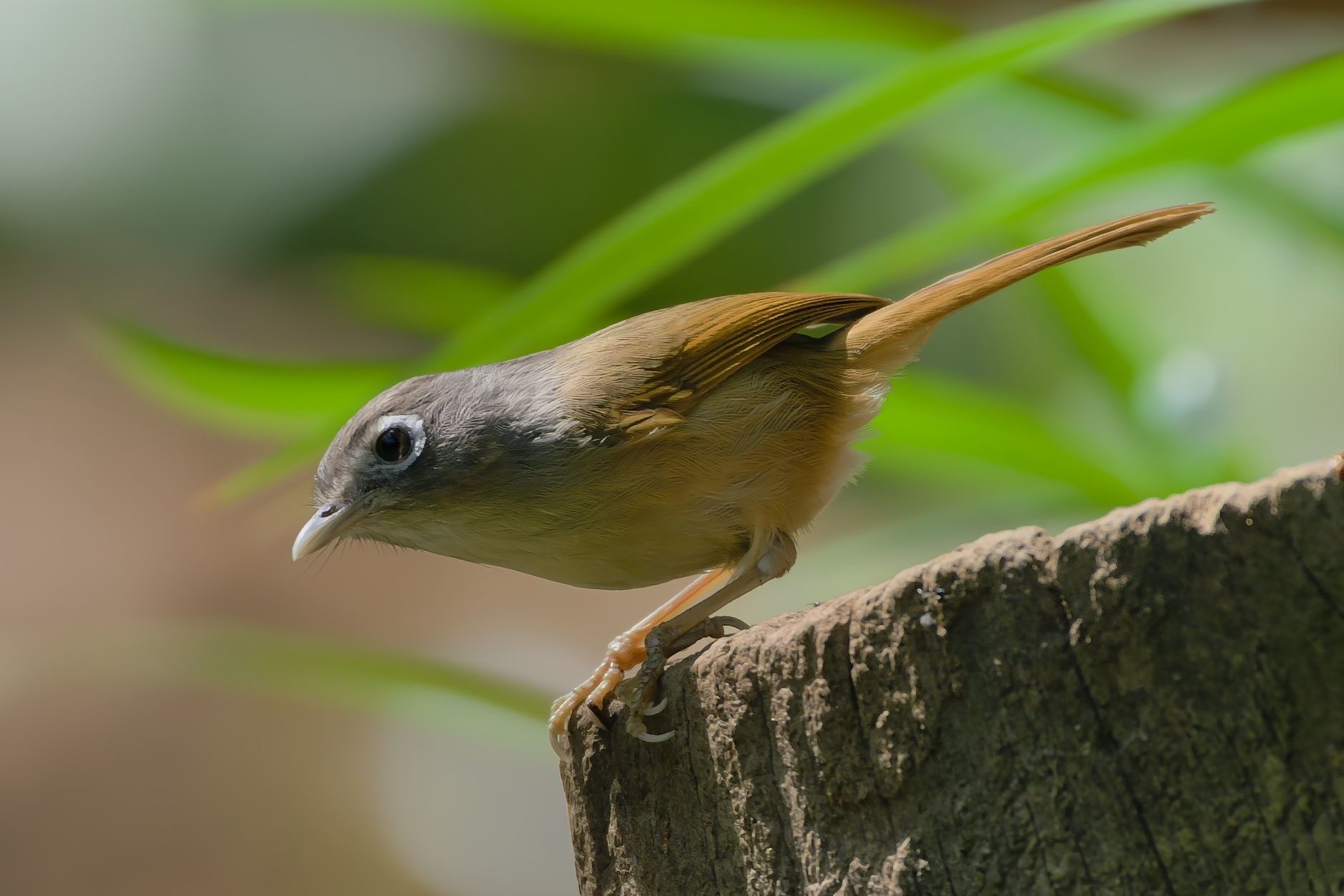 Nepal Fulvetta