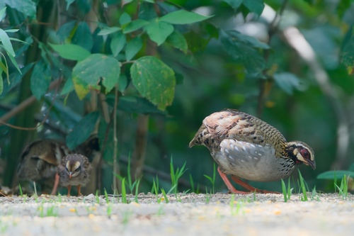 White-cheeked Partridge (Arborophila atrogularis), photo 2