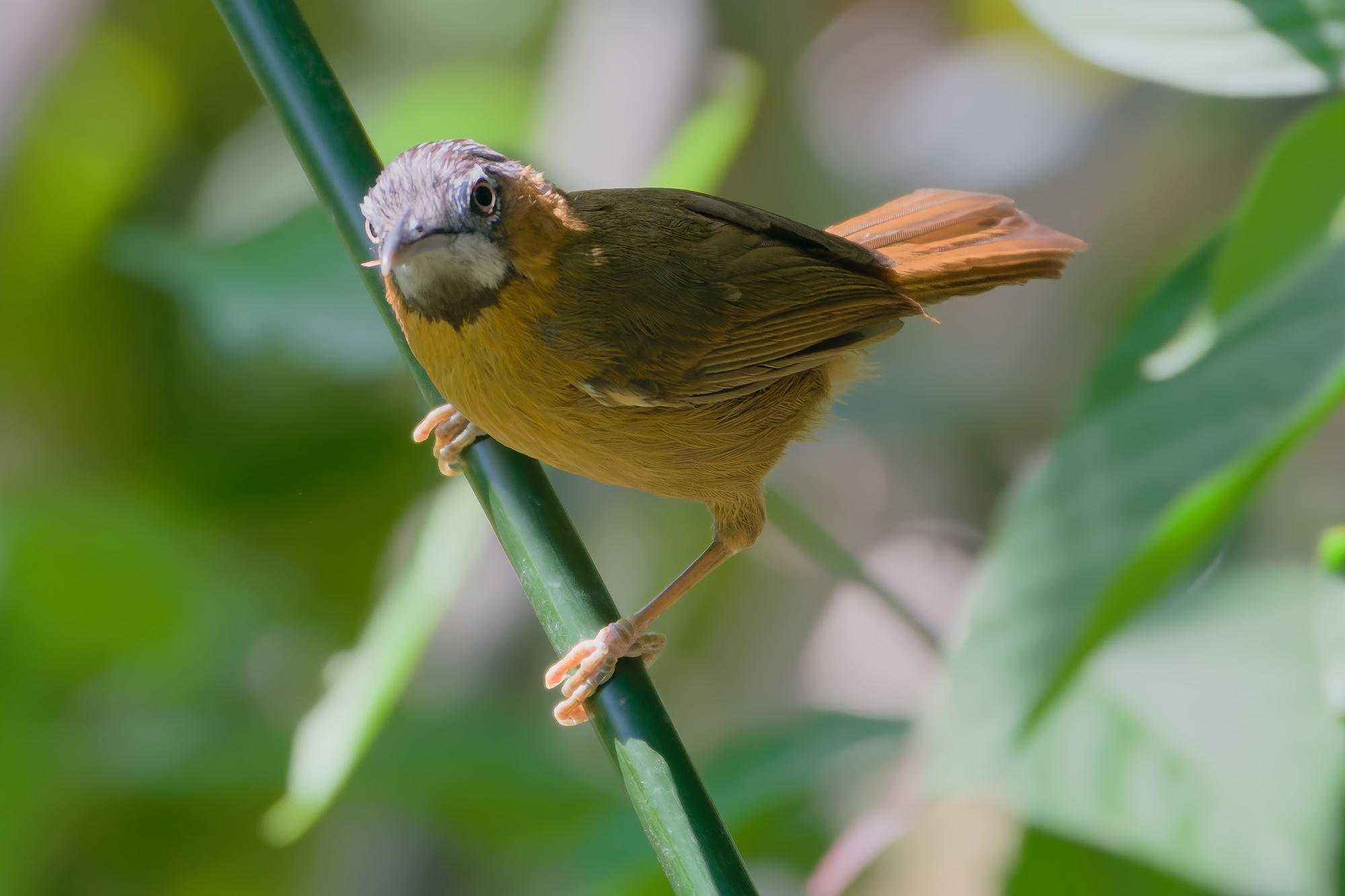 Grey-throated Babbler