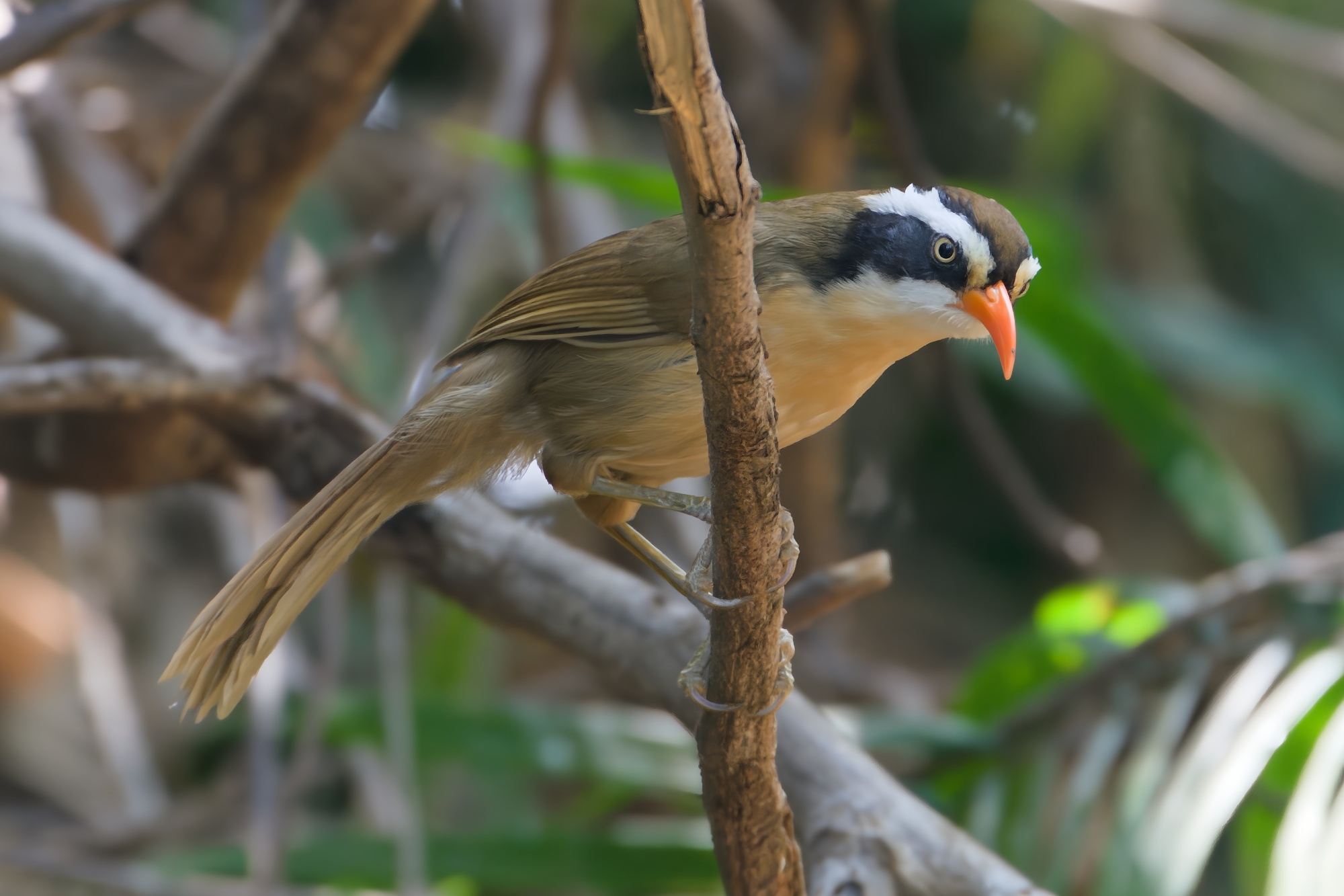 Brown-crowned Scimitar Babbler
