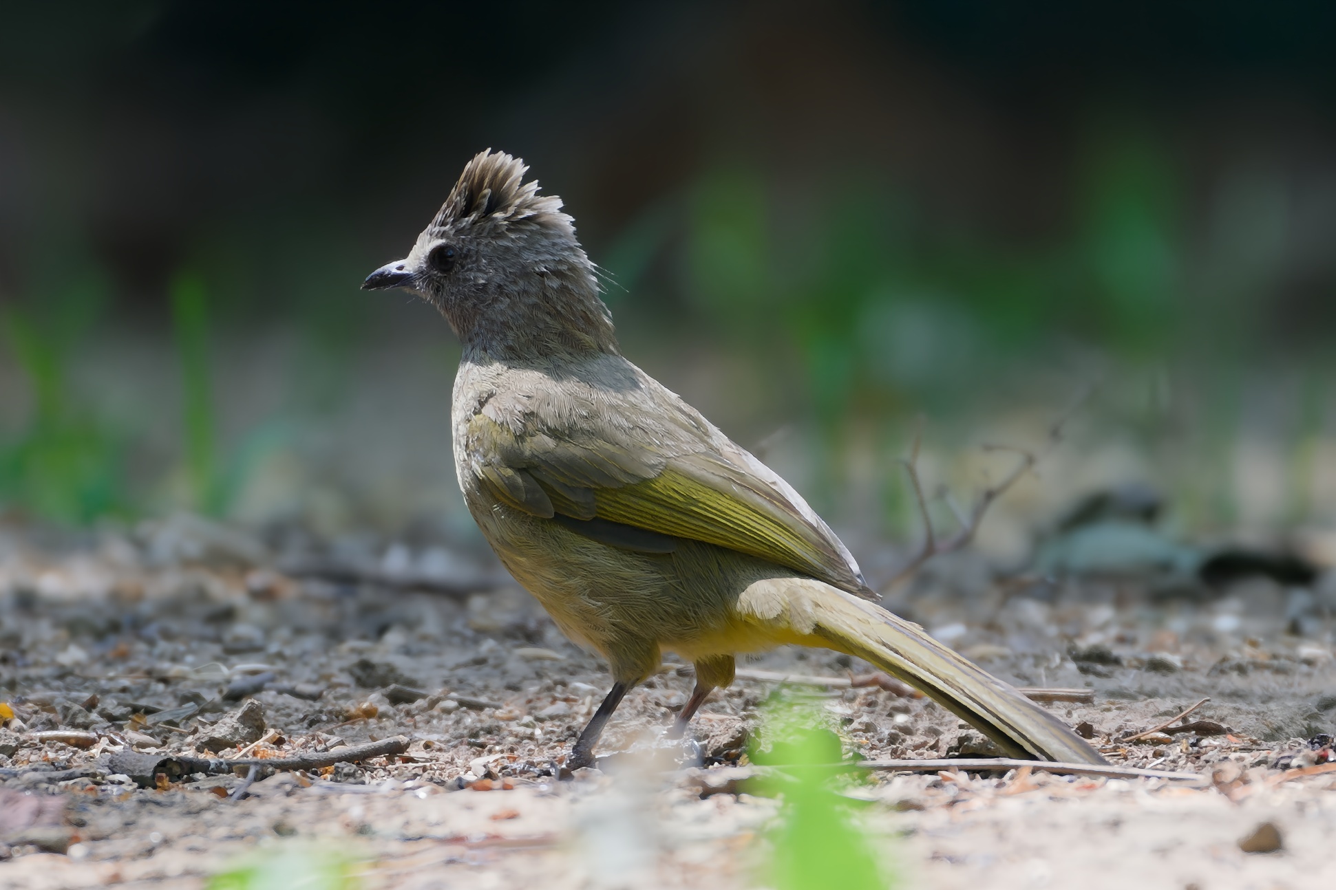 Flavescent Bulbul