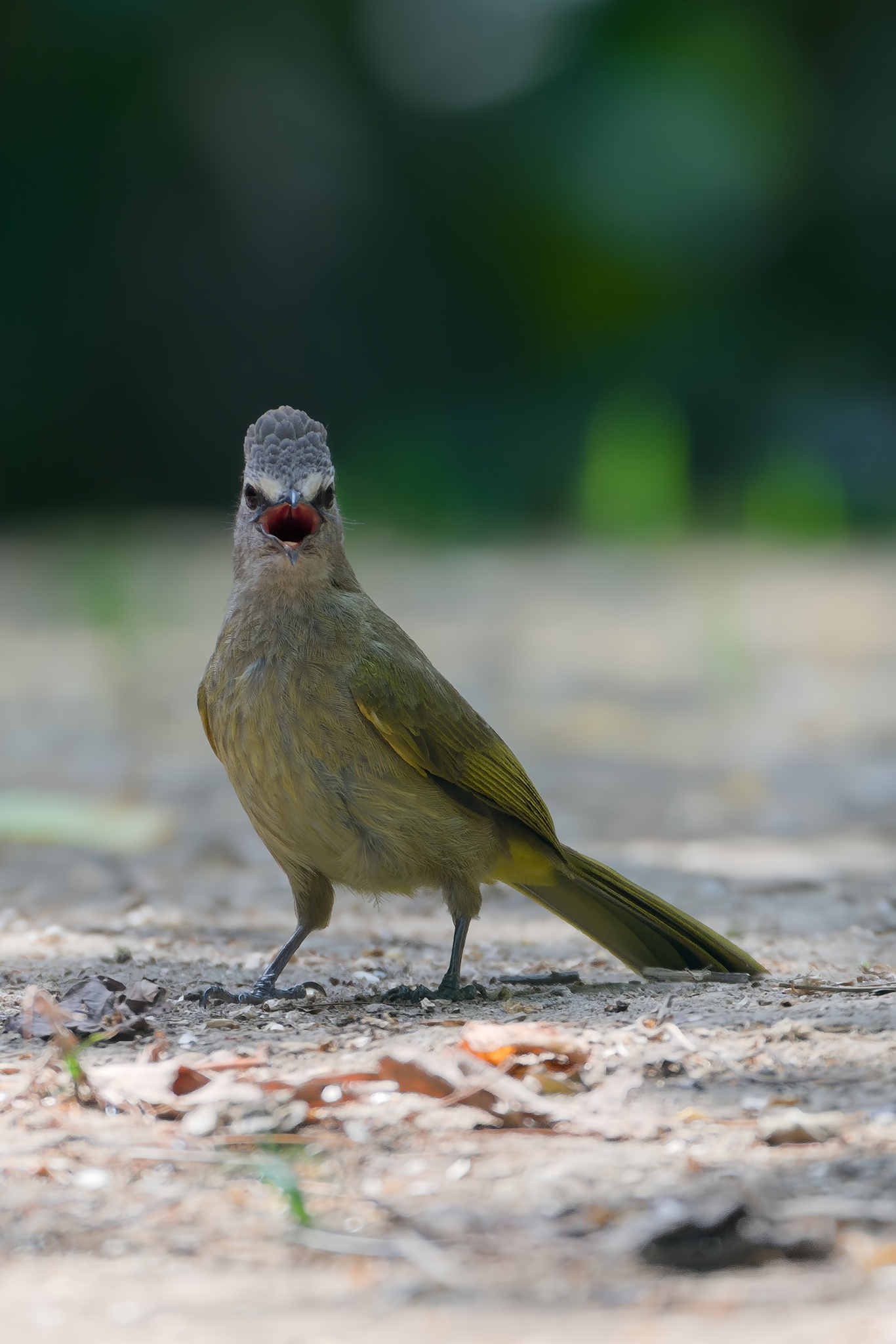 Flavescent Bulbul