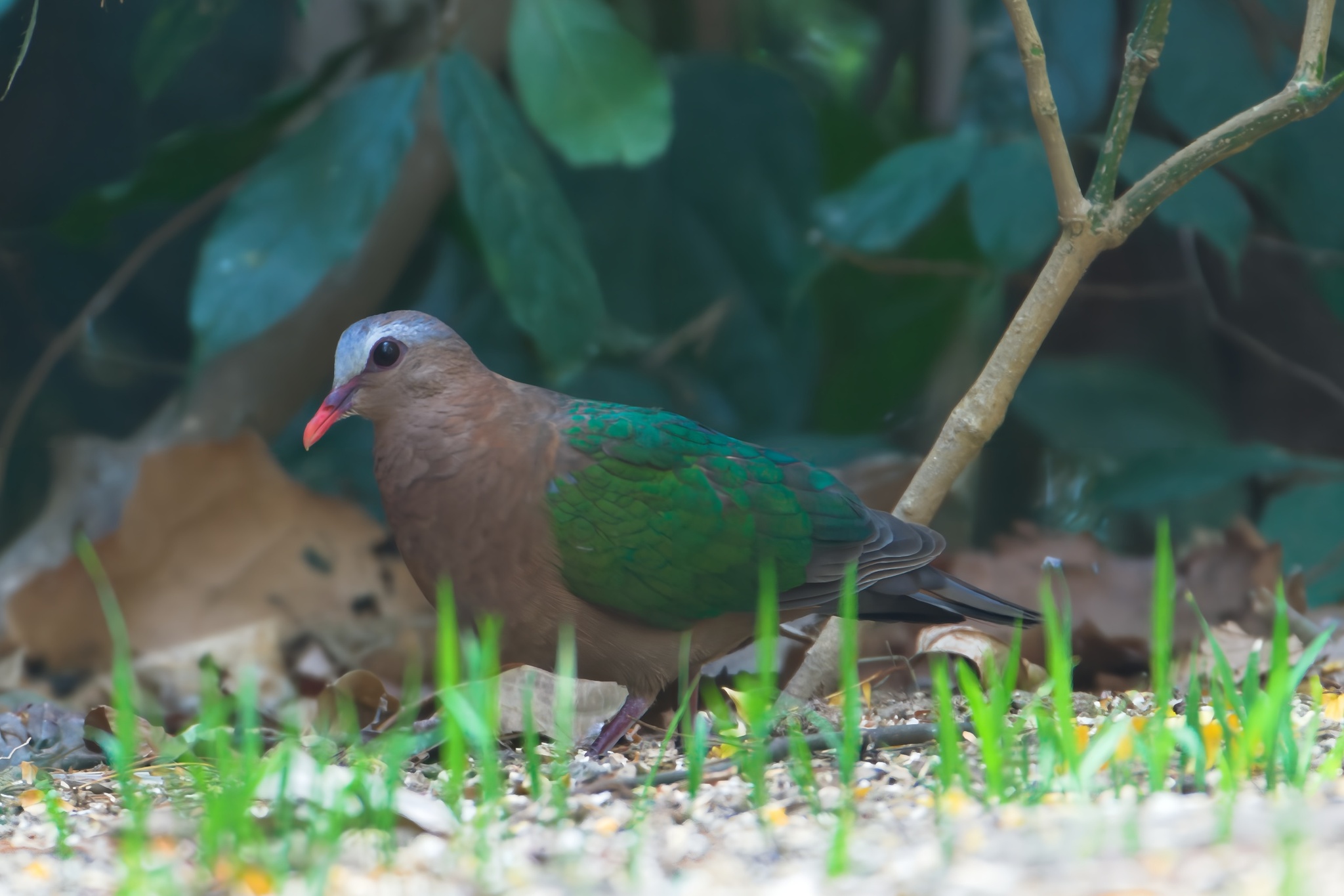 Common Emerald Dove