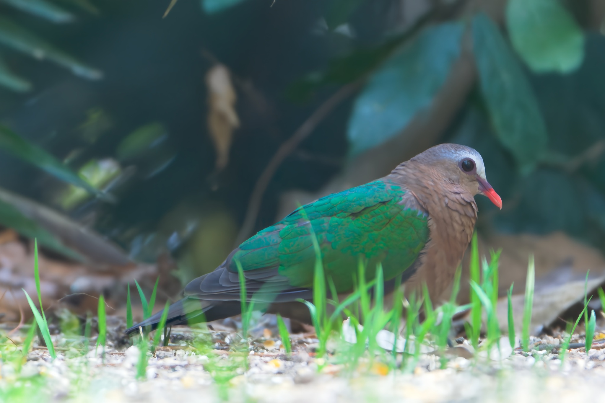 Common Emerald Dove