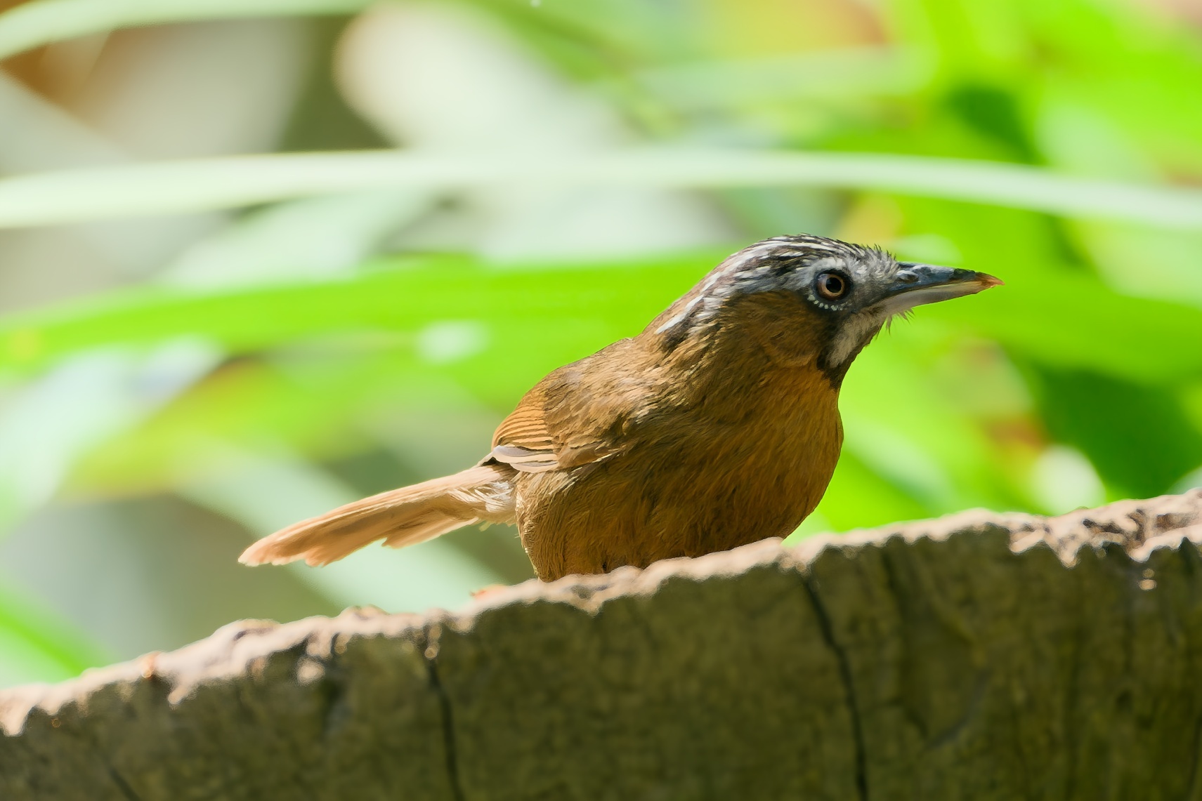 Grey-throated Babbler