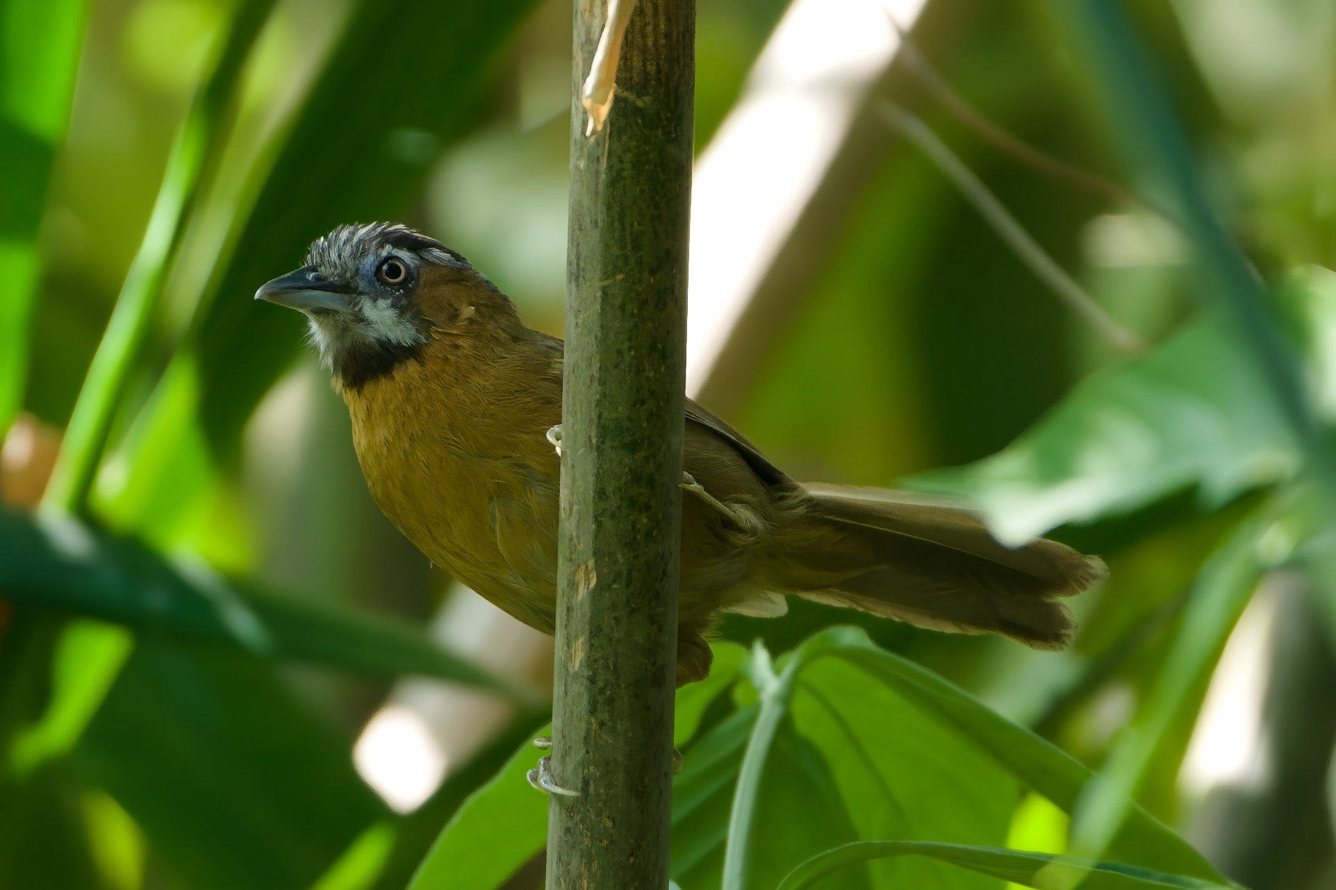 Grey-throated Babbler