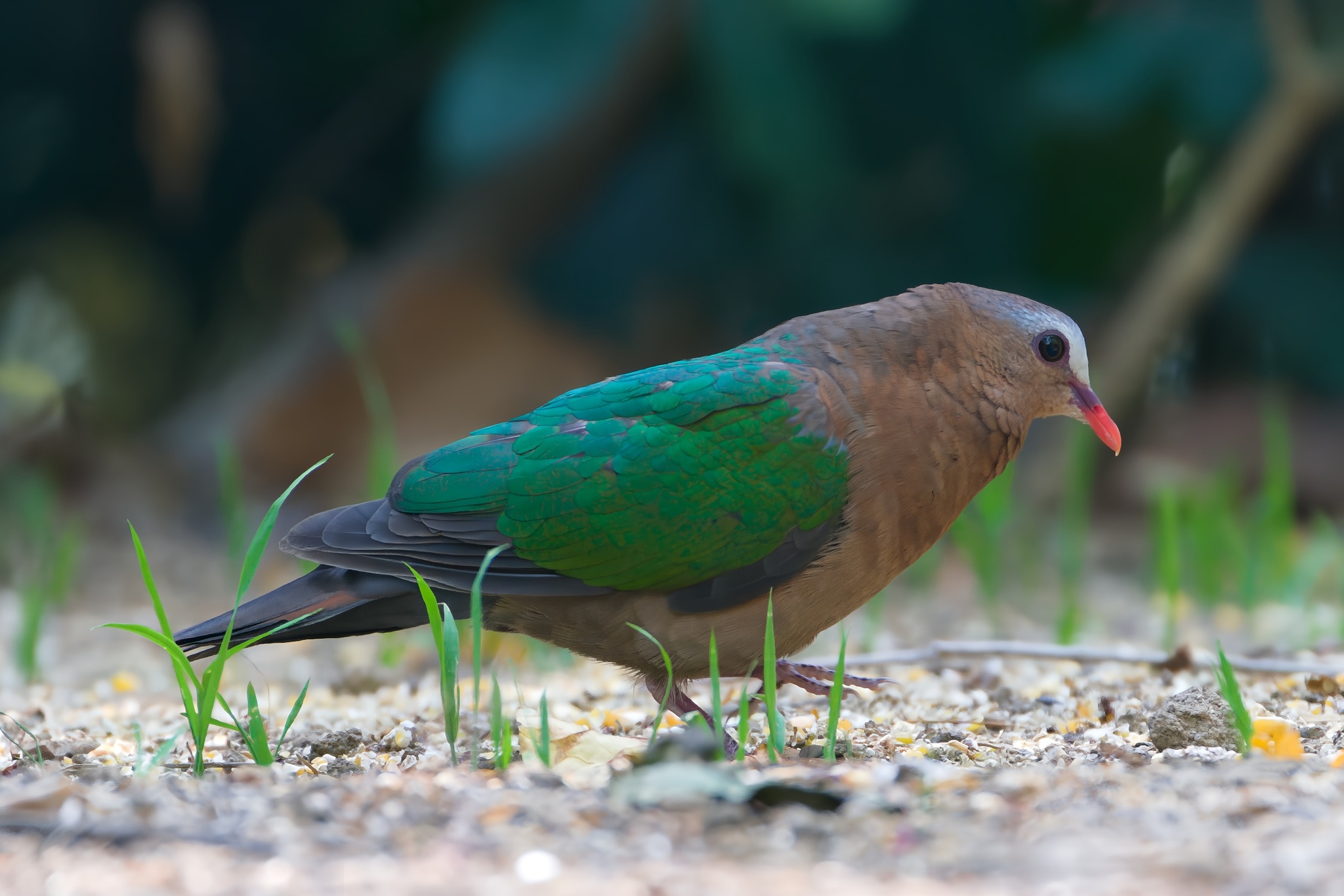 Common Emerald Dove