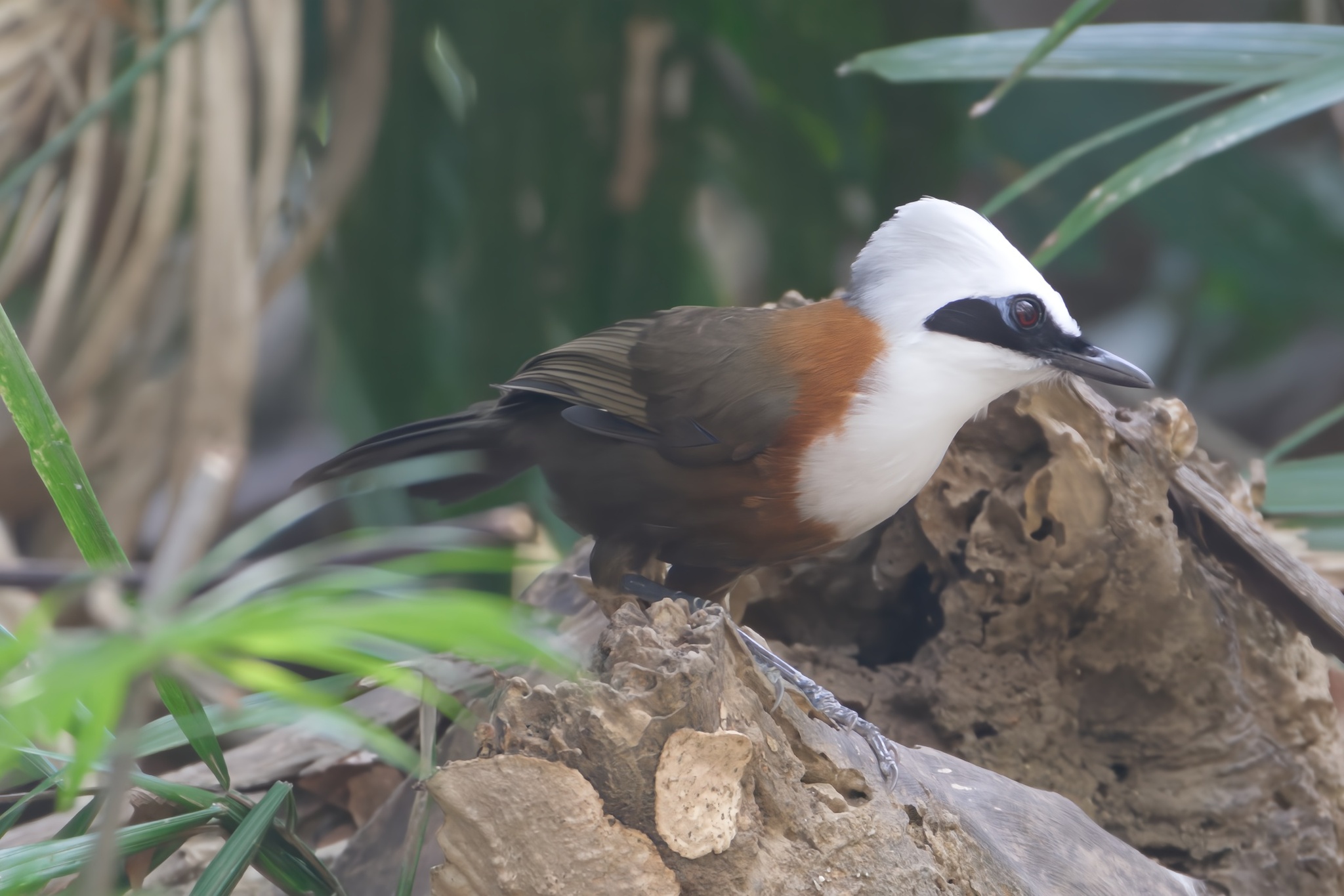White-crested Laughingthrush