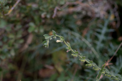 Velenovsky's Skullcap (Scutellaria albida)