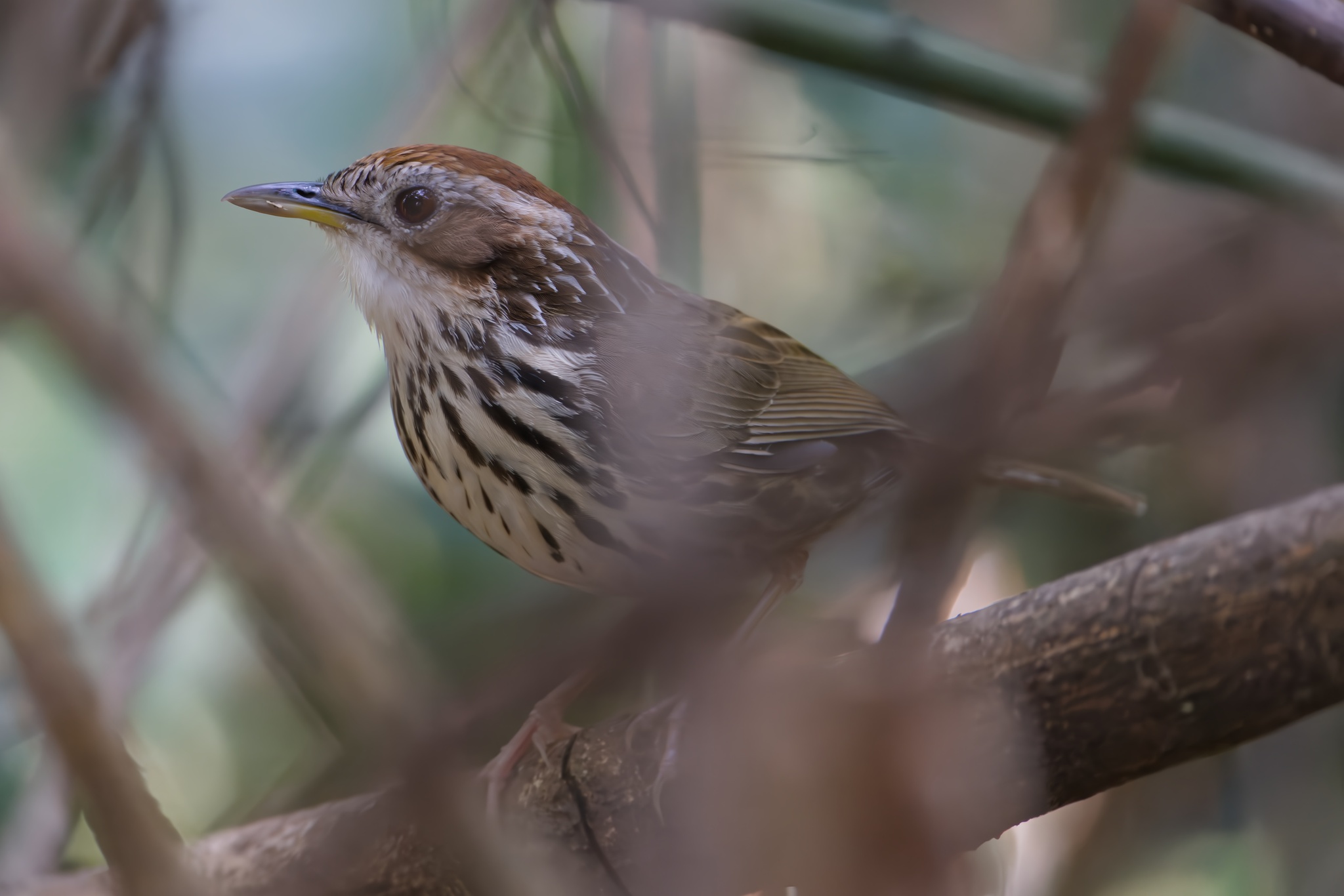 Puff-throated Babbler